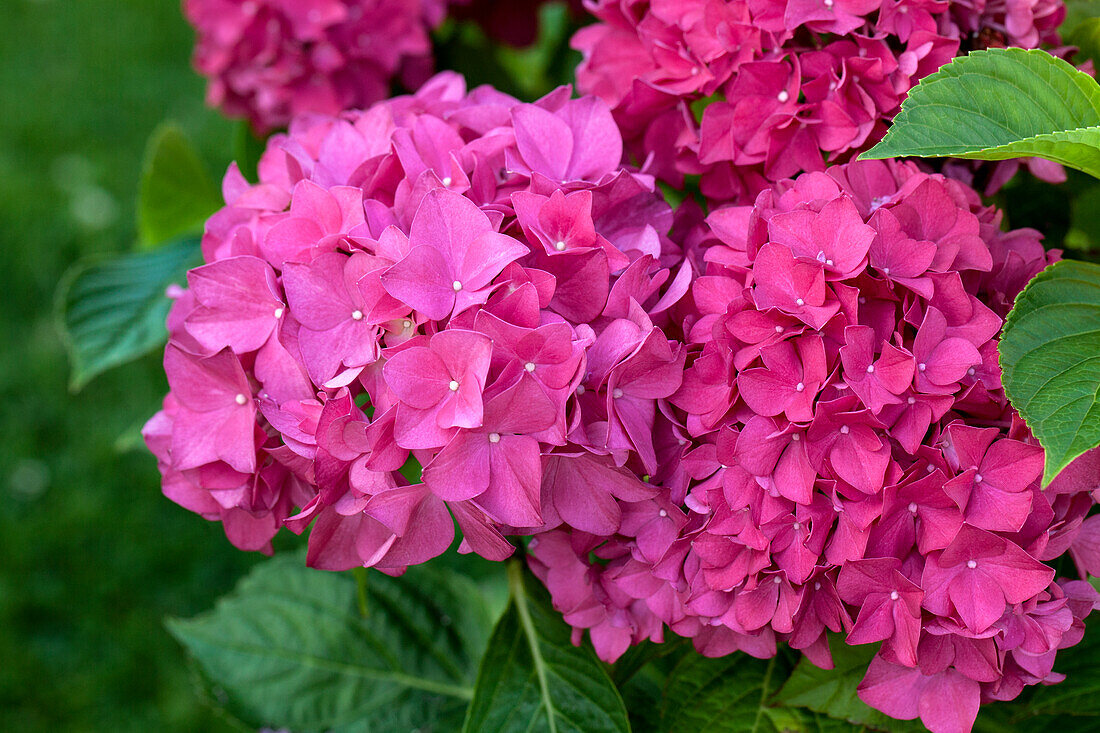 Hydrangea macrophylla, rose pink