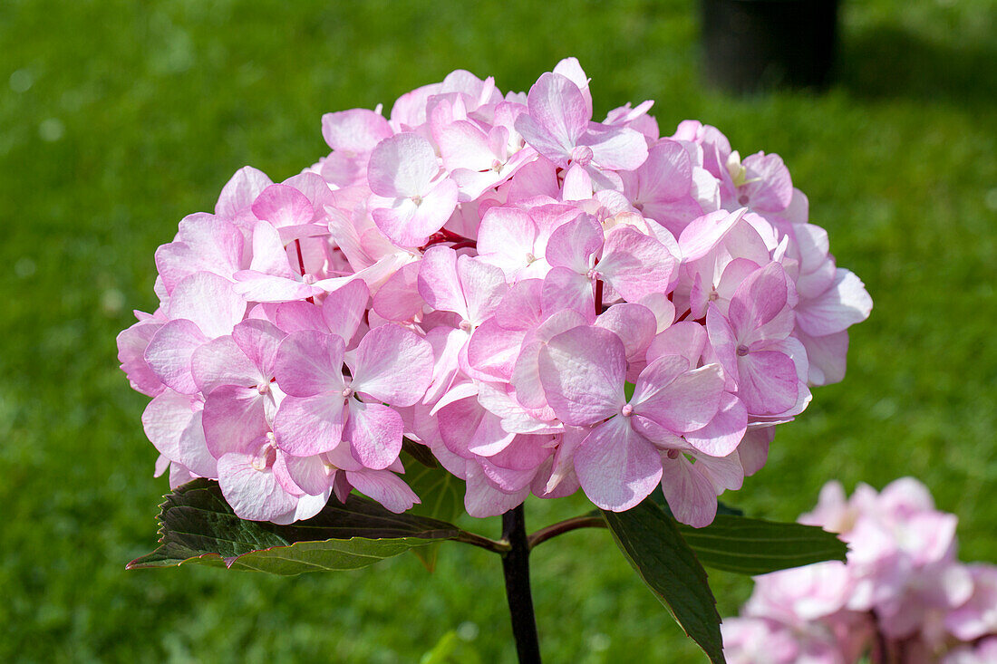 Hydrangea macrophylla 'Nigra'