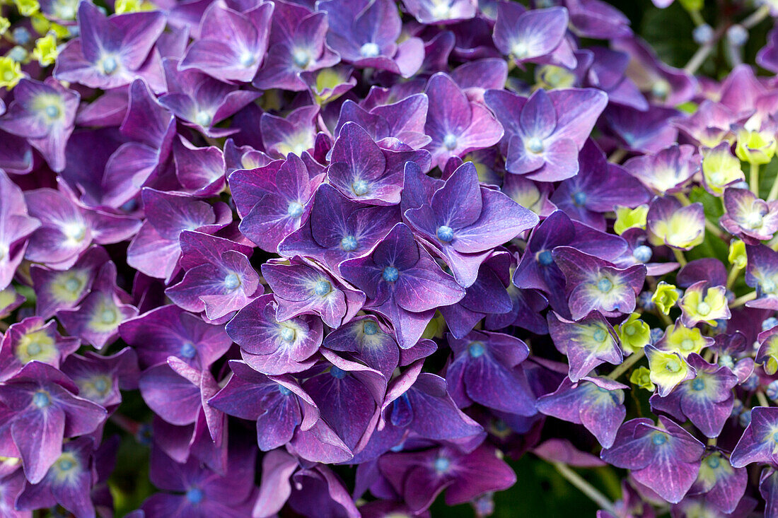 Hydrangea macrophylla 'Deep Purple Dance'®