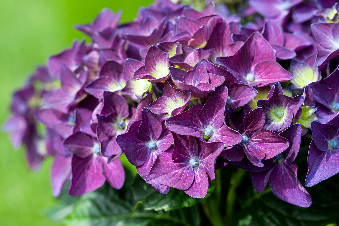 Hydrangea macrophylla 'Deep Purple Dance'®