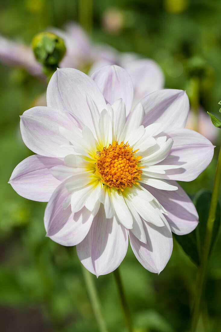 Dahlia 'Teesbroke Audrey'