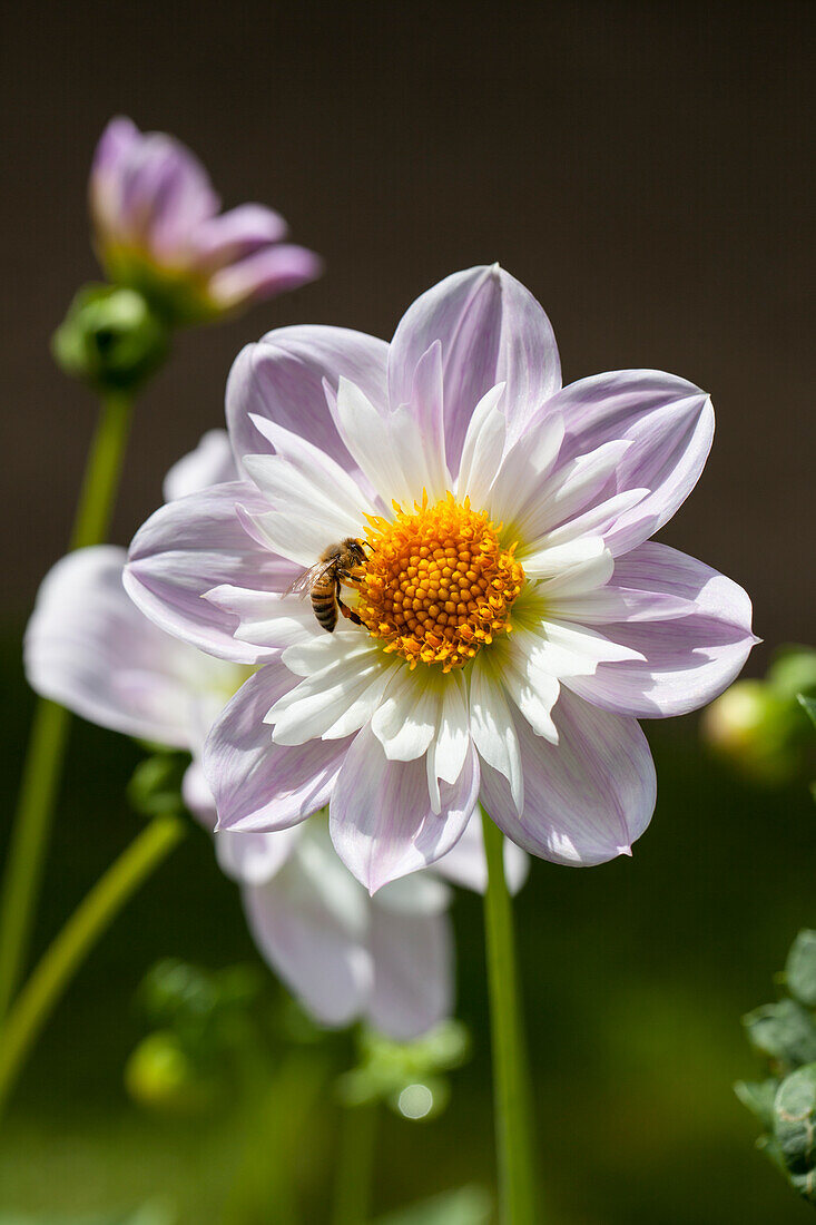 Dahlia 'Teesbroke Audrey'