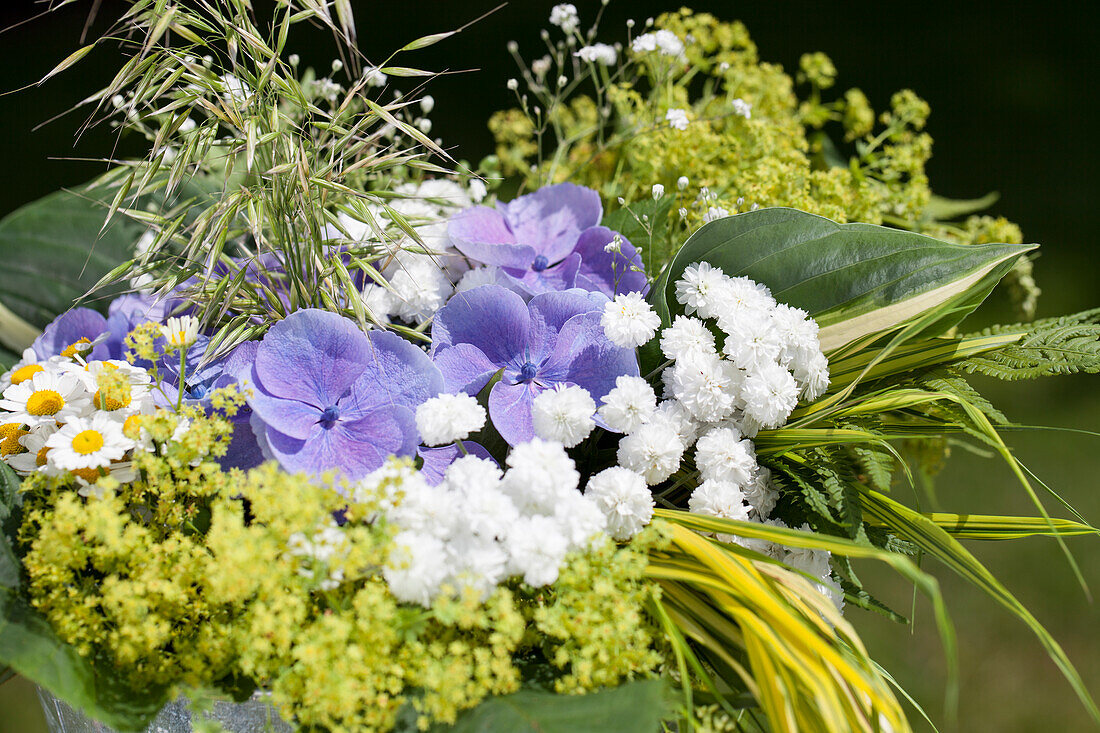 Hydrangea macrophylla