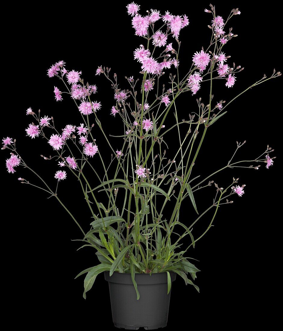 Lychnis viscaria