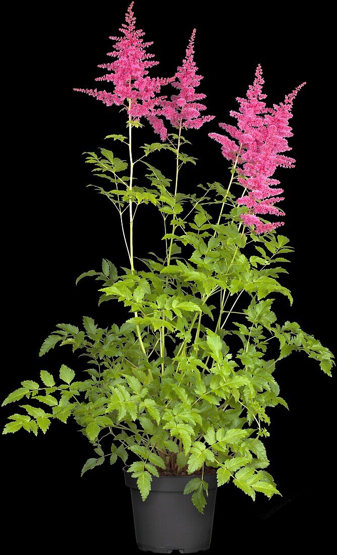 Astilbe japonica 'Younique Carmine'®