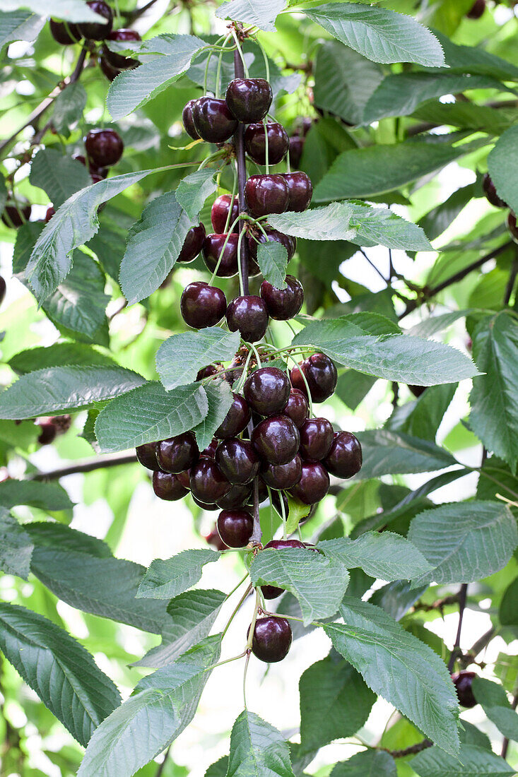 Prunus avium 'Regina'.