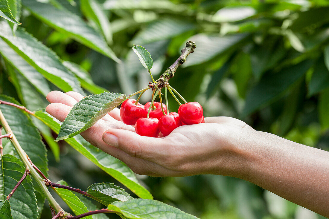 Prunus avium 'Karina'