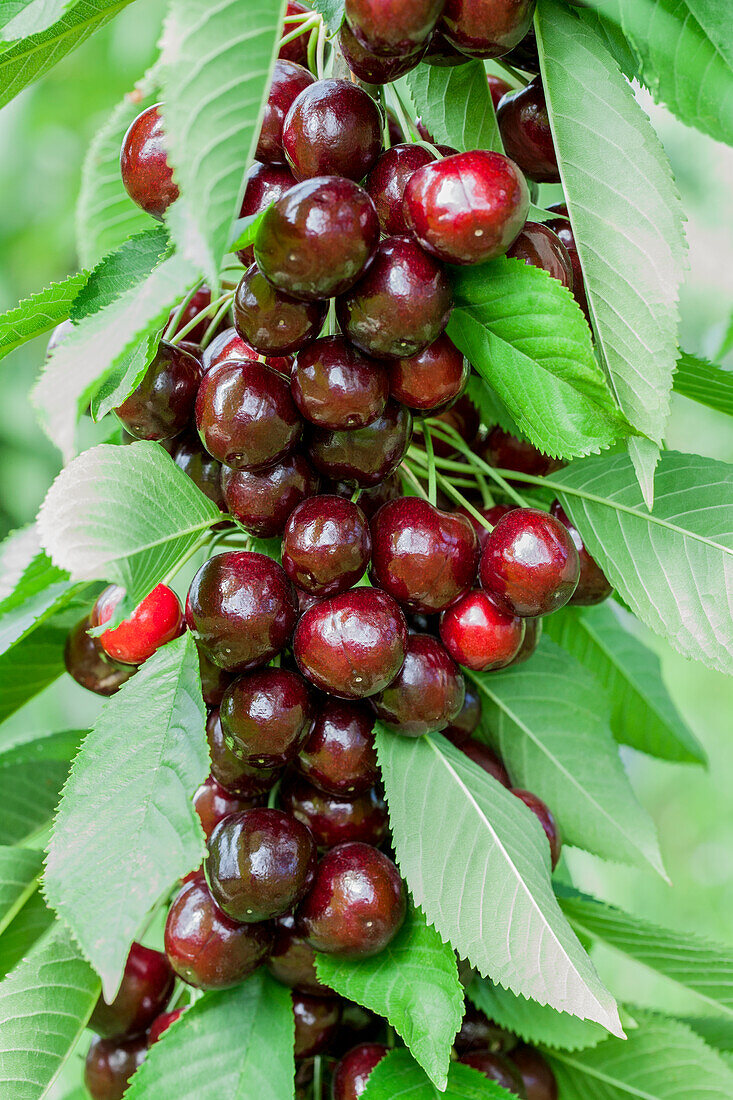 Prunus avium Lapins