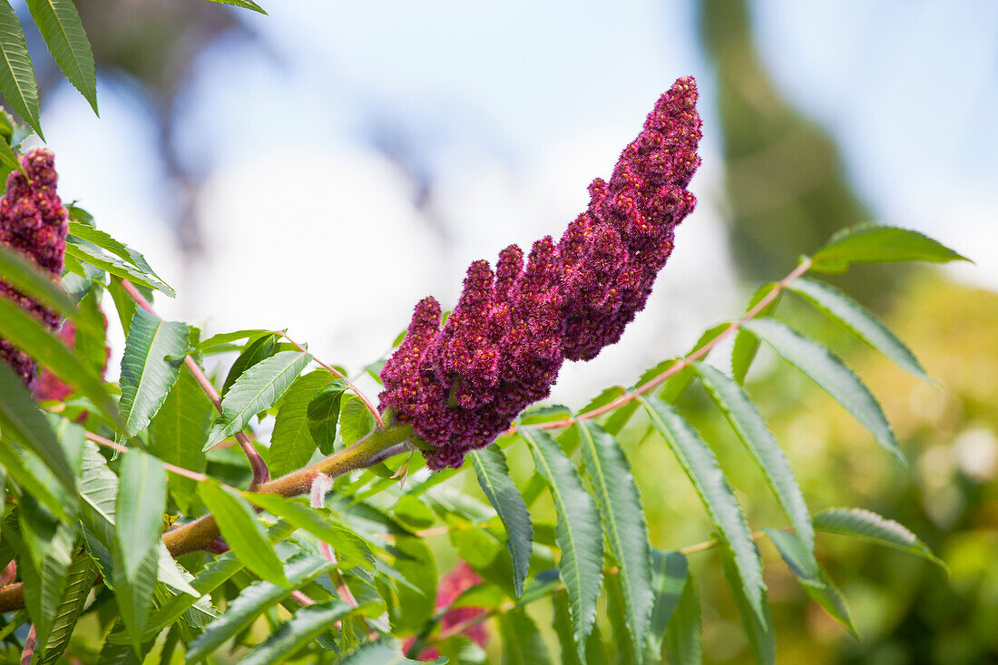 Rhus typhina