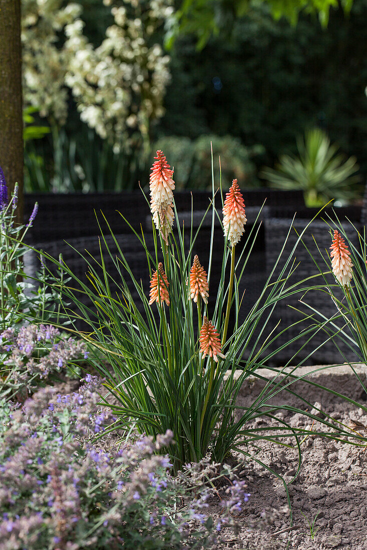 Kniphofia uvaria