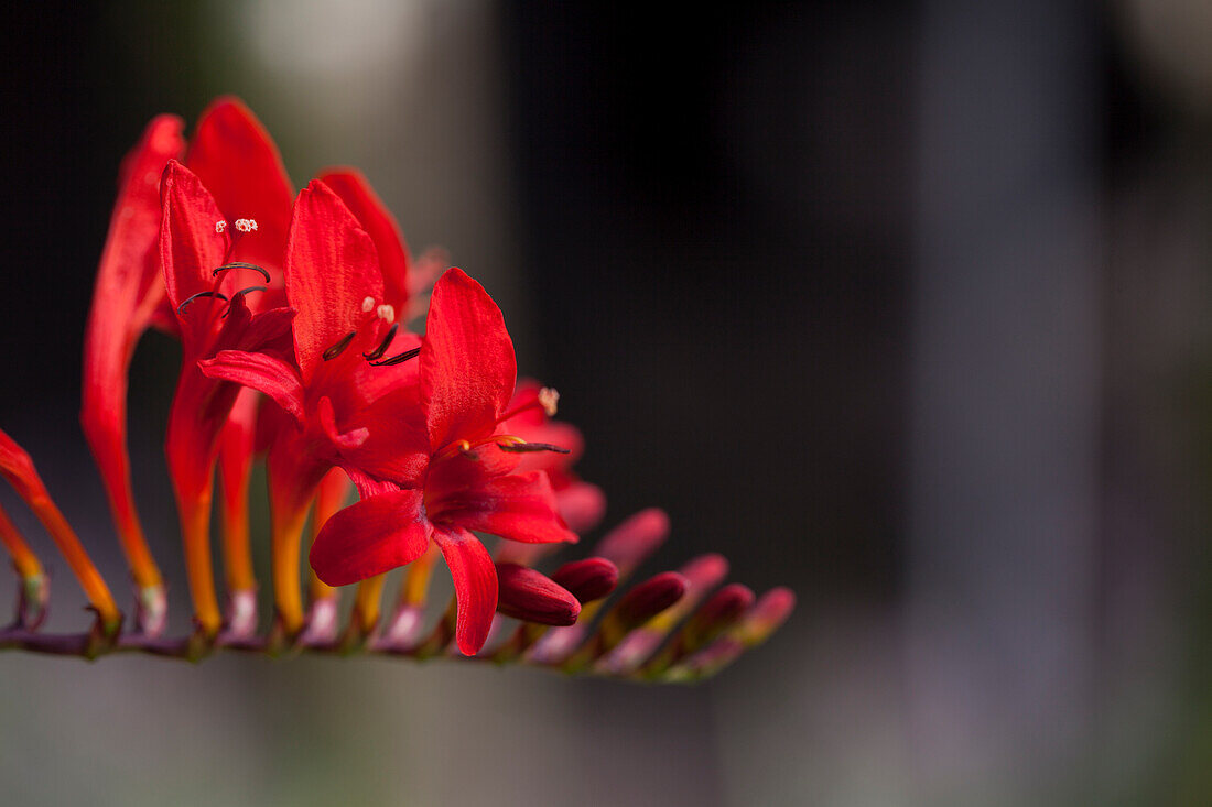 Crocosmia masoniorum