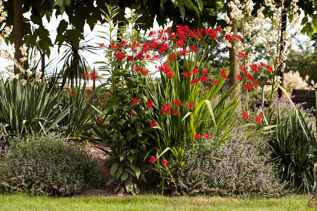 Bed with Crocosmia masoniorum