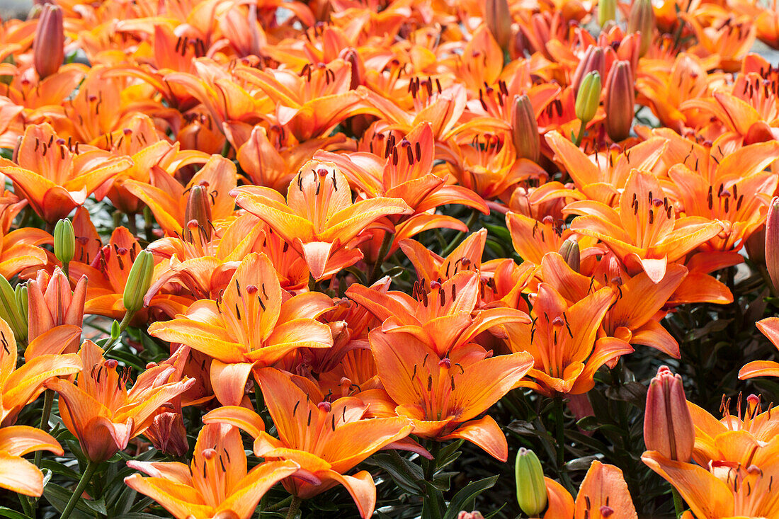 Lilium 'Abbeville Pride'