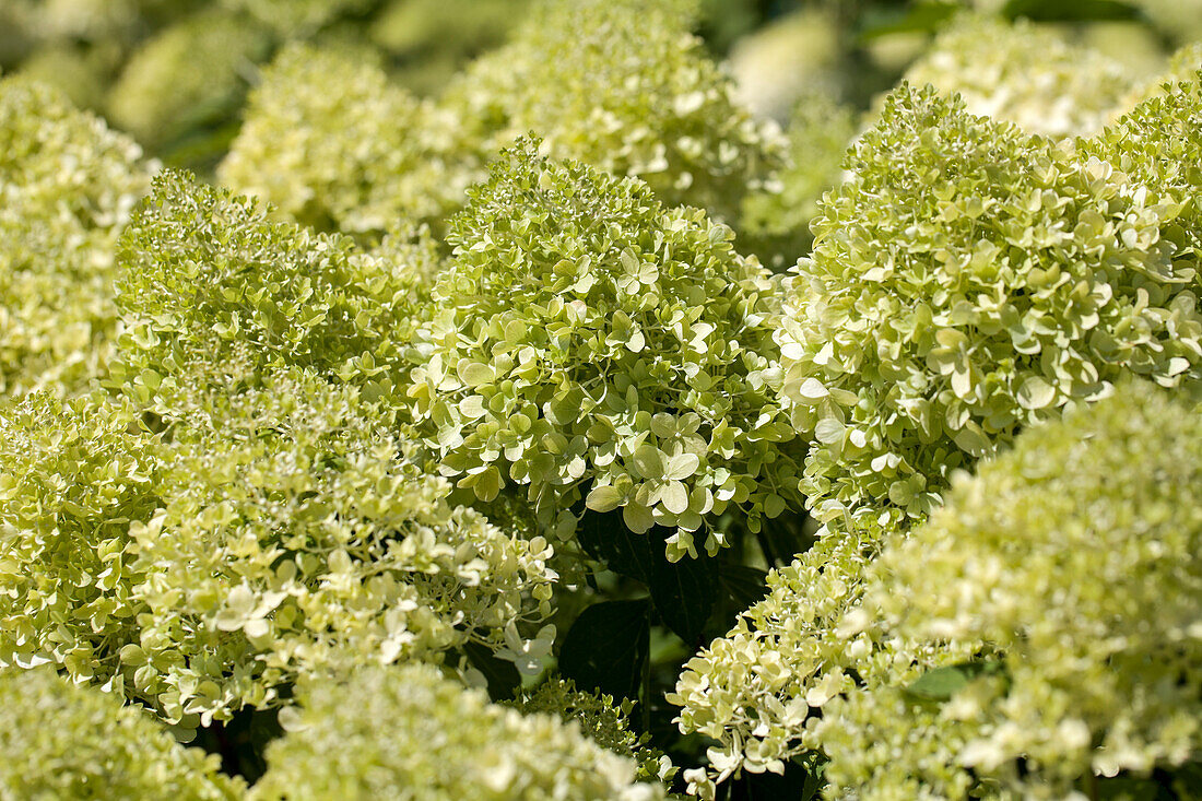 Hydrangea paniculata