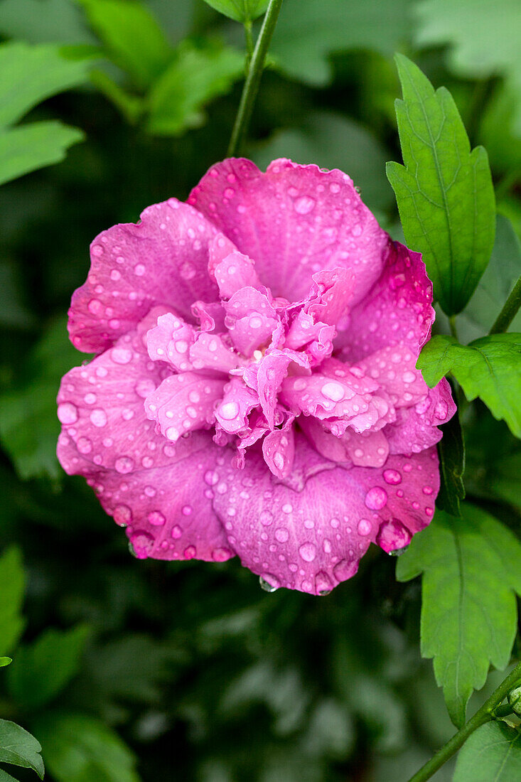 Hibiscus syriacus