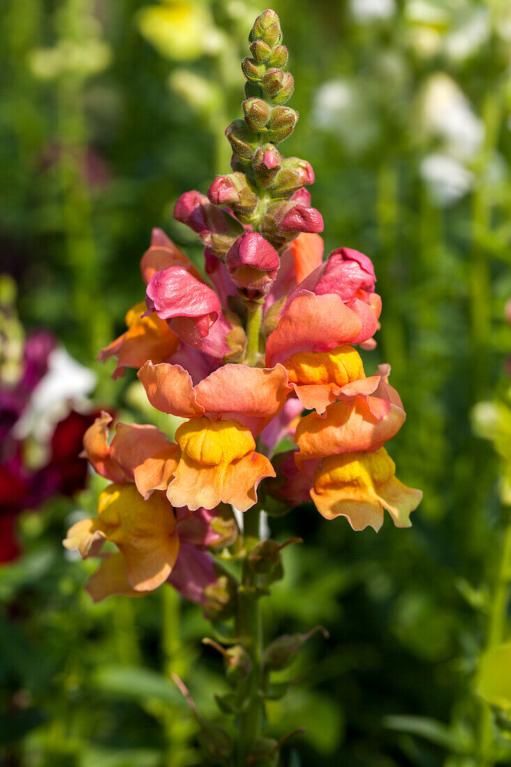 Antirrhinum majus