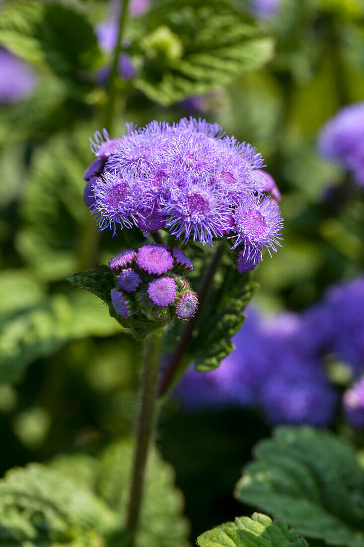 Ageratum houstonianum