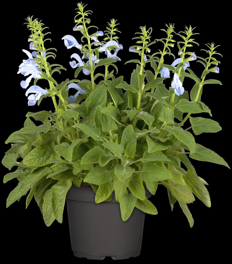 Salvia pratensis