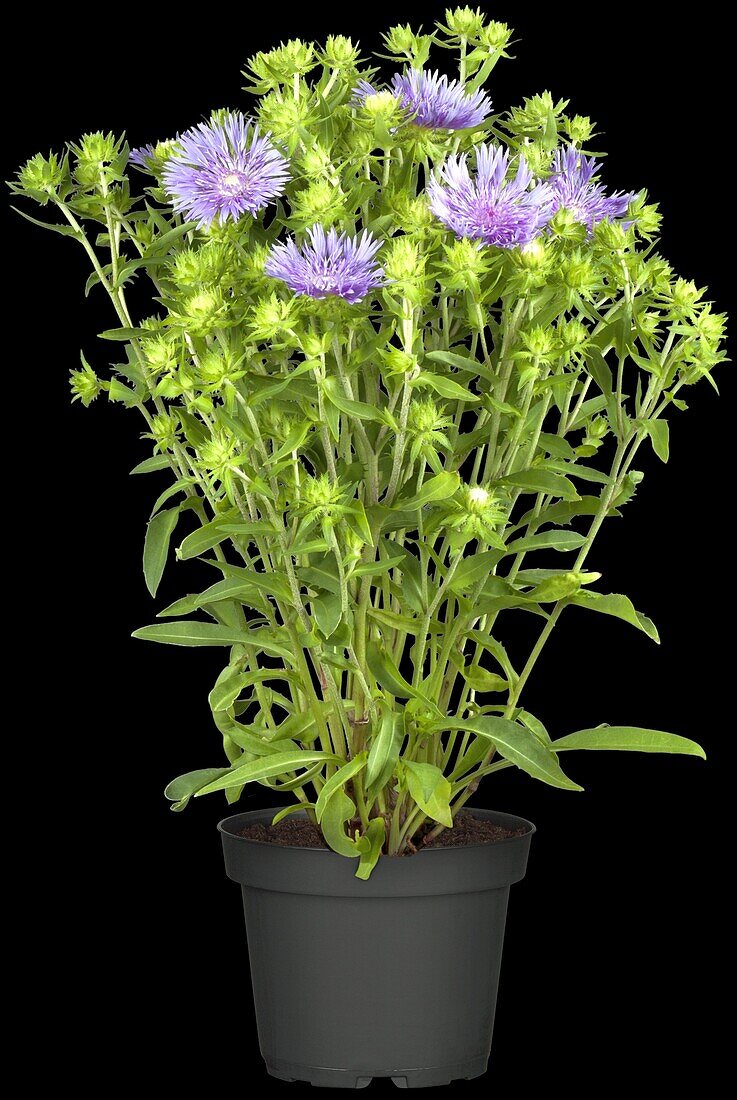 Stokesia laevis 'Mels Blue'