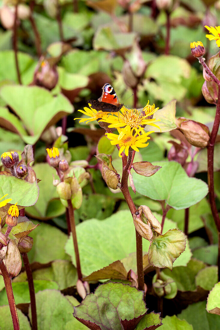 Ligularia dentata