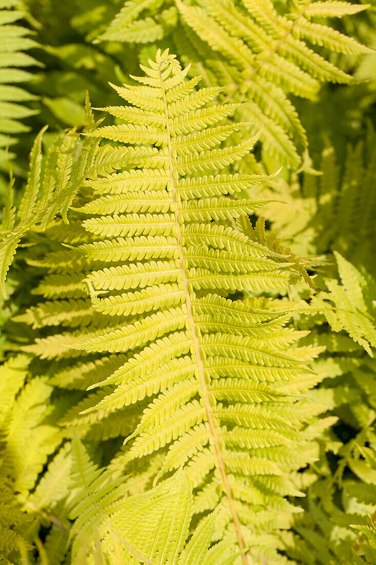 Ferns