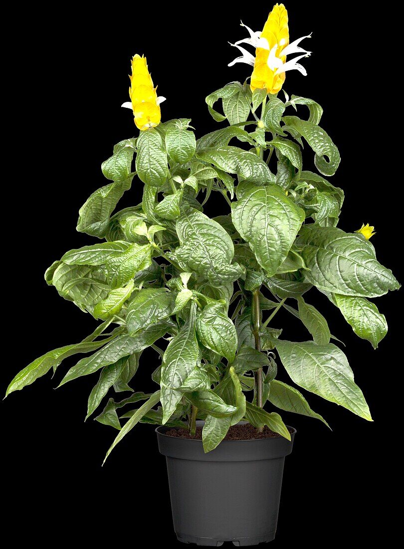 Pachystachys lutea