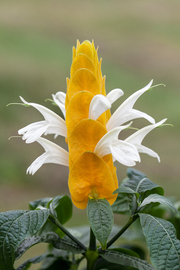 Pachystachys lutea