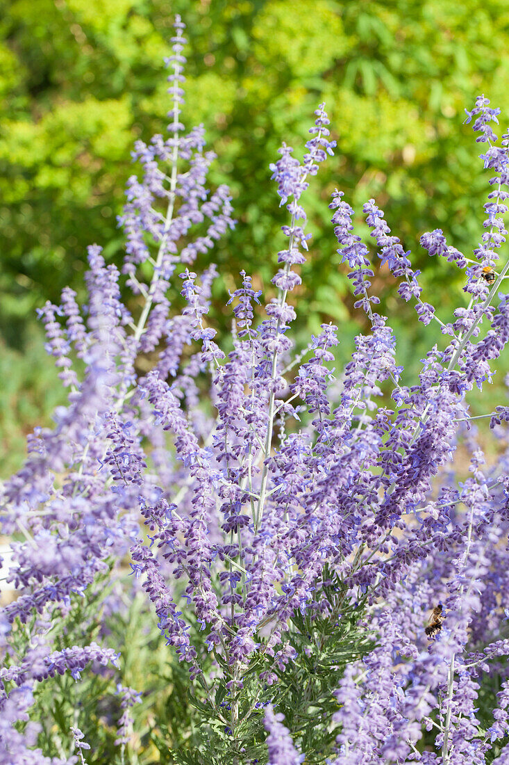 Perovskia atriplicifolia 'Little Spire'®