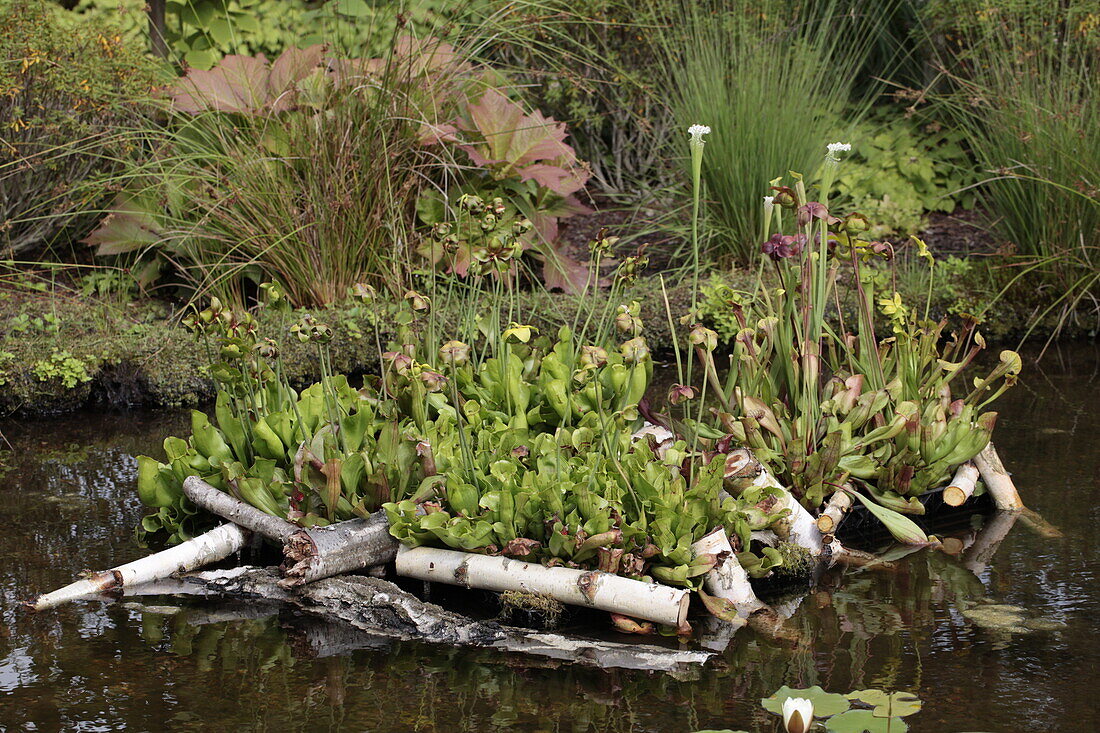 Sarracenia