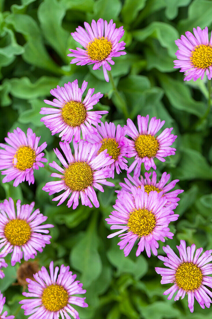 Erigeron glaucus 'Sea Breeze'®