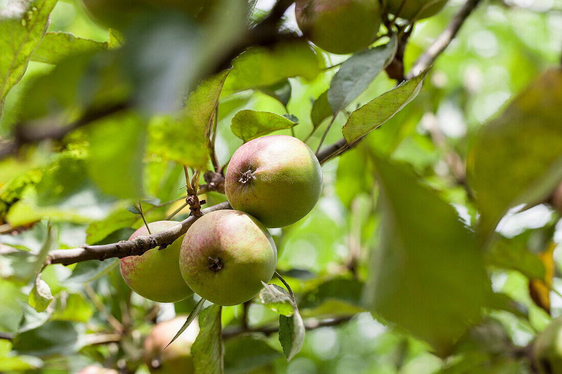 Malus domestica 'Purple Cousinot