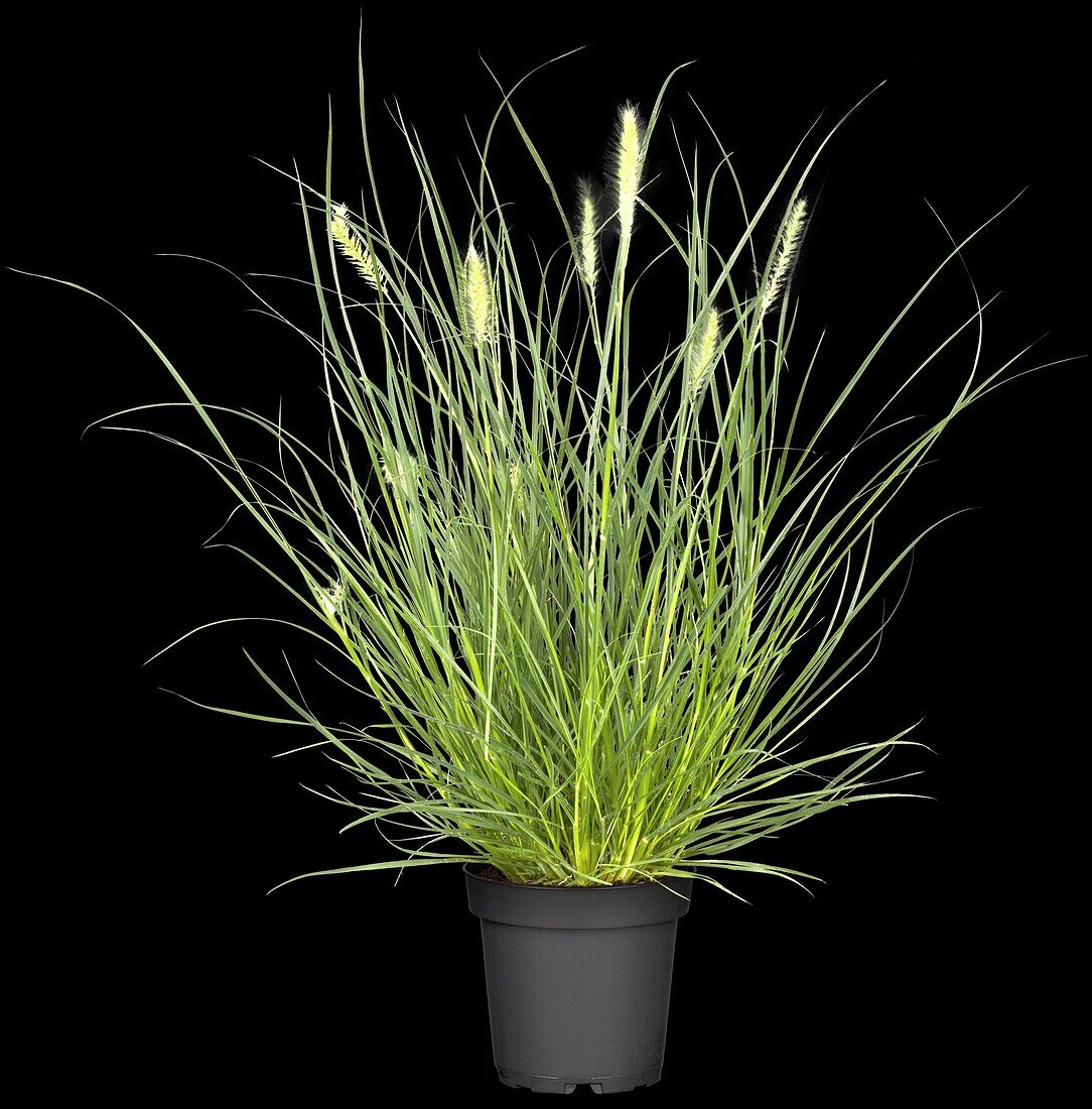 Pennisetum alopecuroides 'Little Bunny'