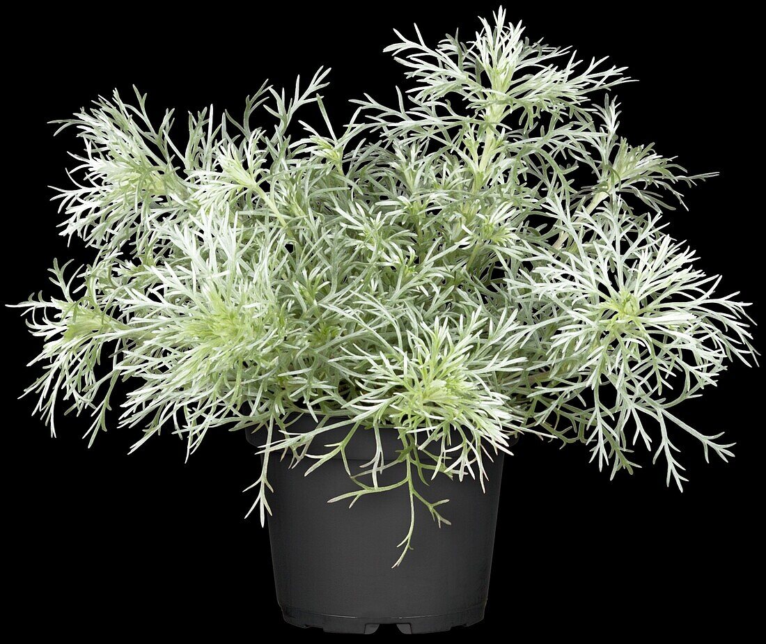 Artemisia schmidtiana 'Nana