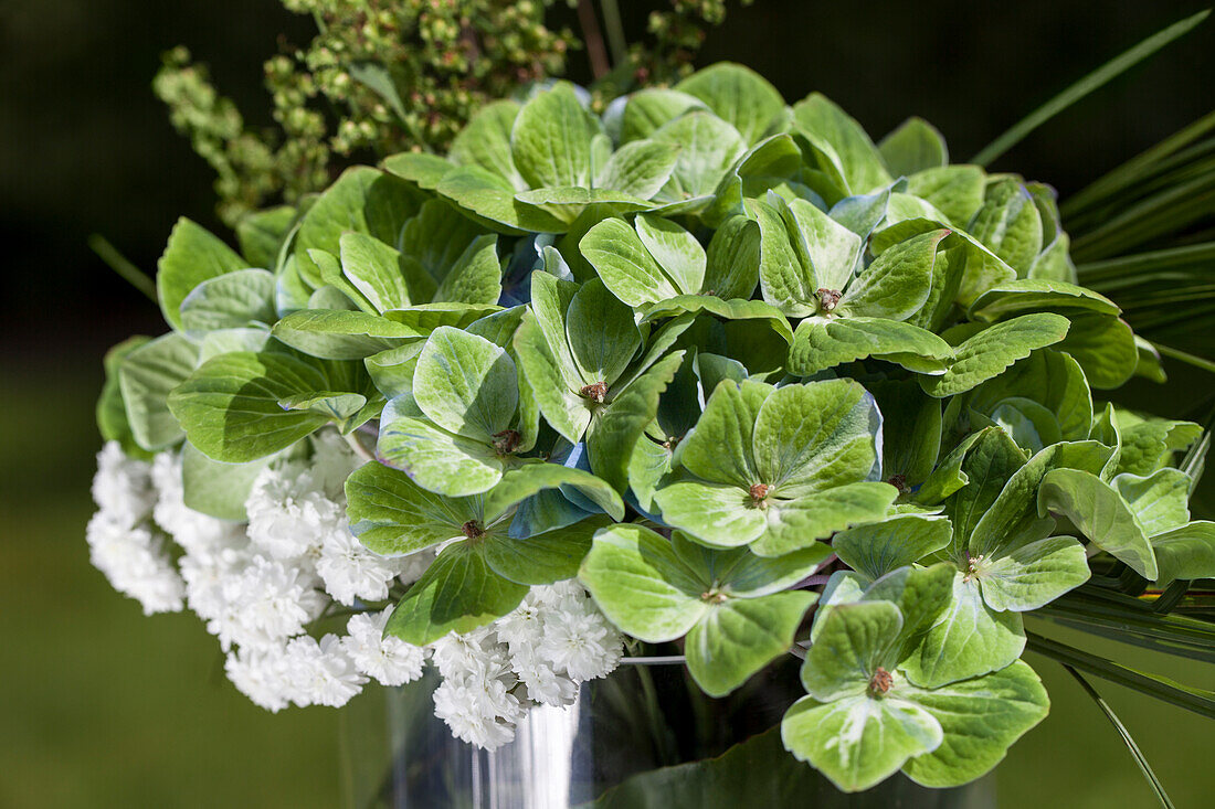 Hydrangea macrophylla