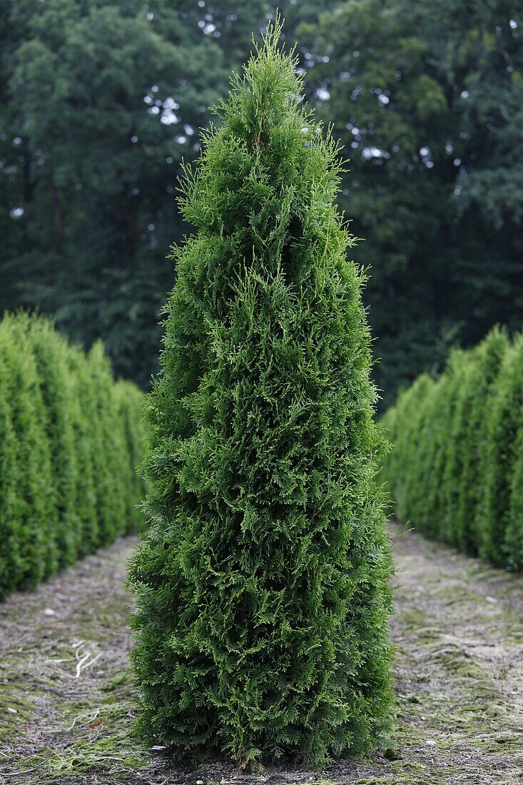 Thuja occidentalis Columna