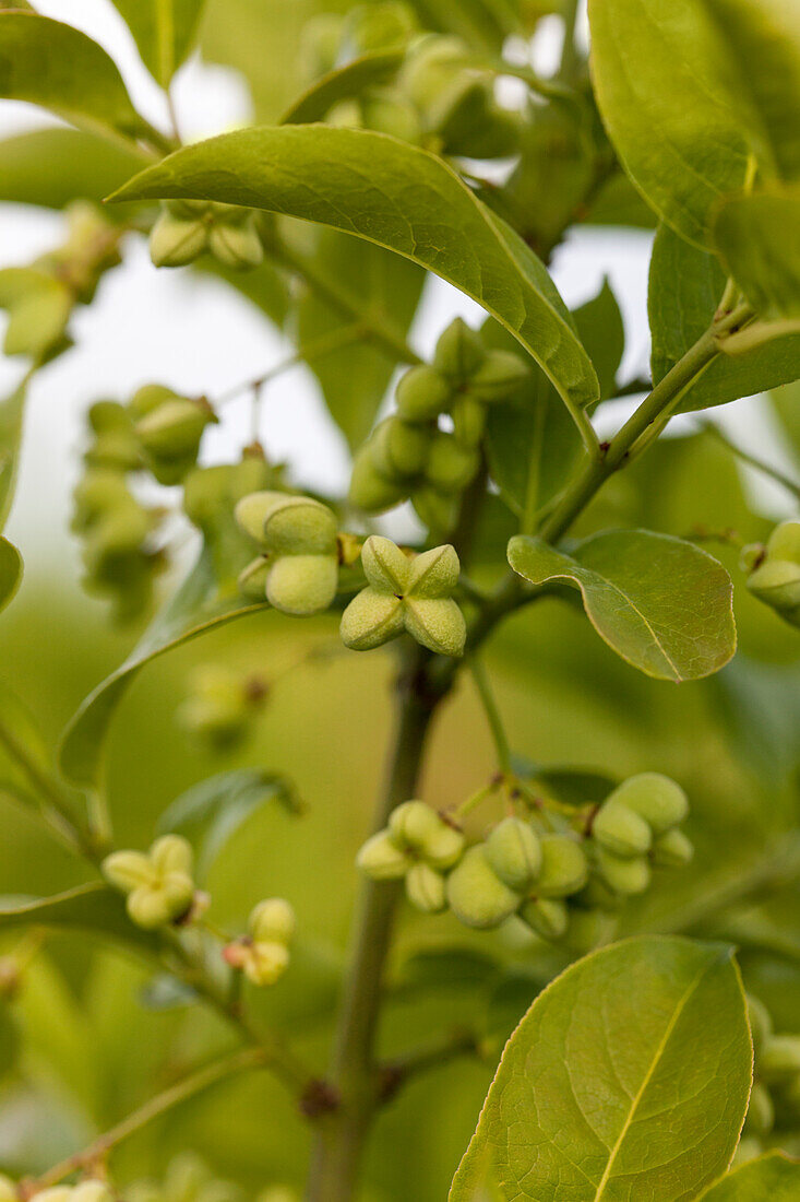 Euonymus planipes