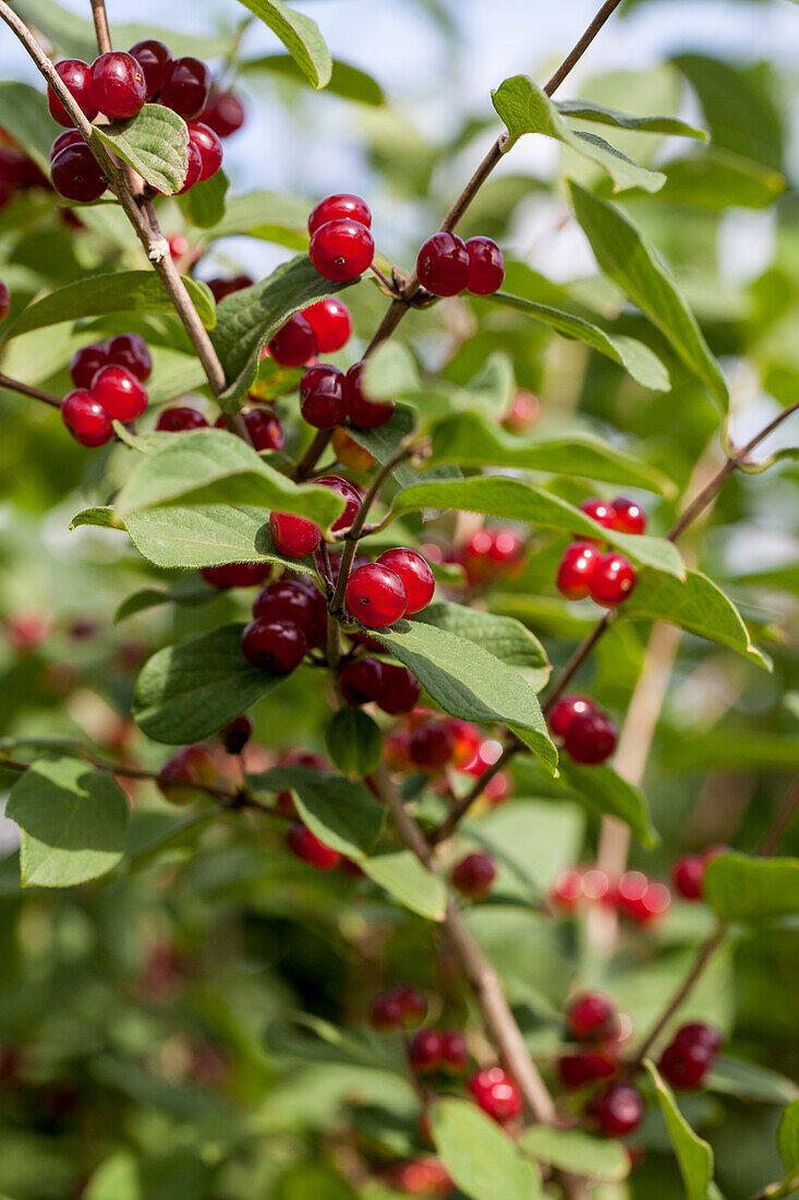 Lonicera xylosteum