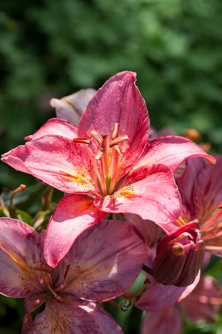 Lilium 'Toronto'