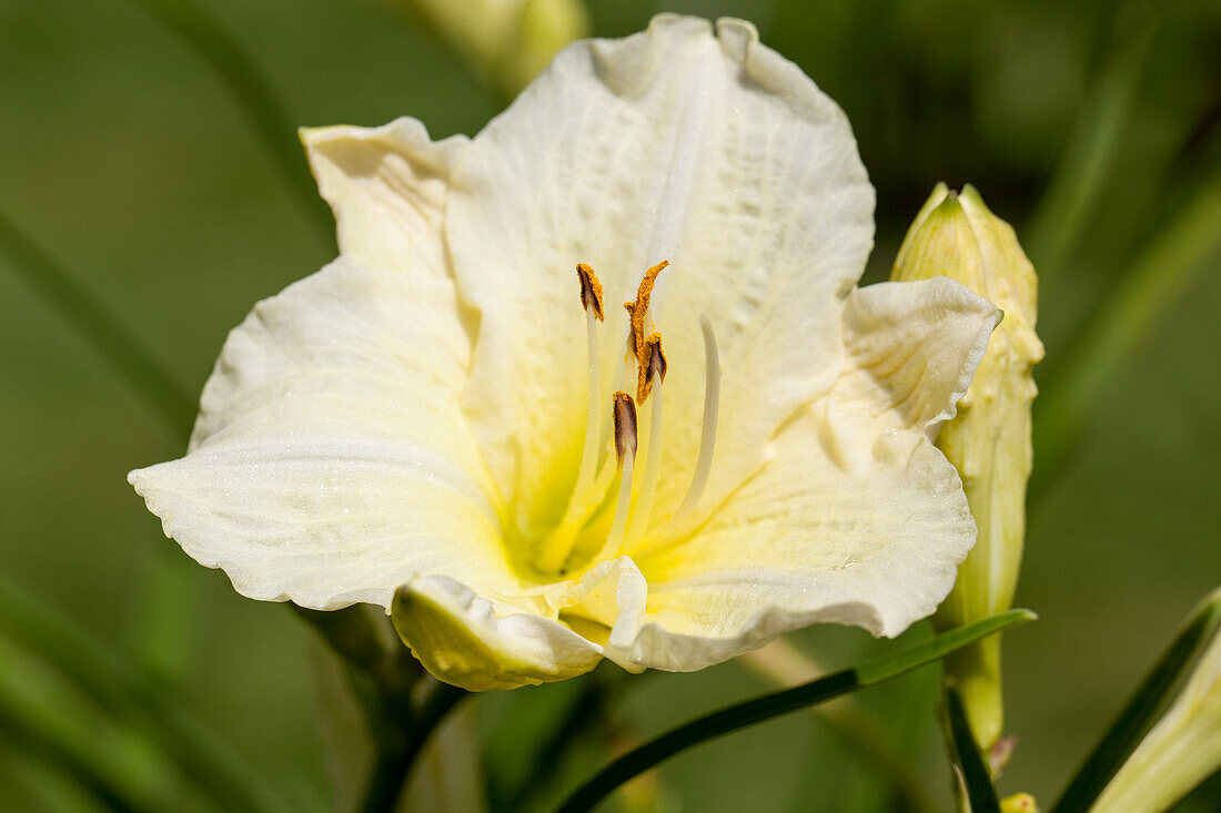 Hemerocallis 'Joan Senior