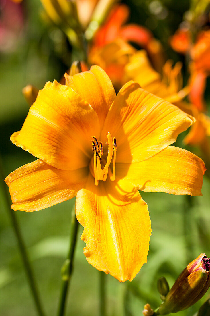 Hemerocallis Berlin Tallboy