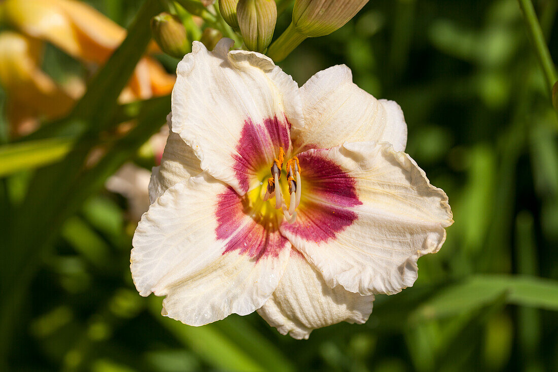 Hemerocallis Siloam Gum Drop