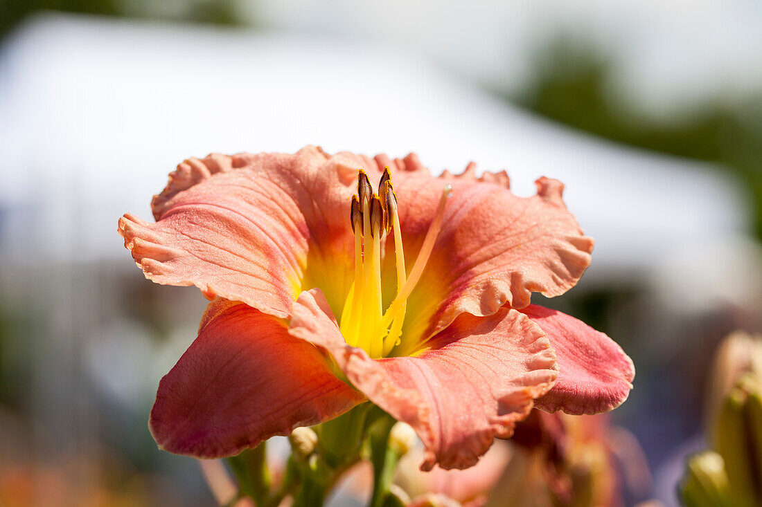 Hemerocallis 'Elegant Candy'