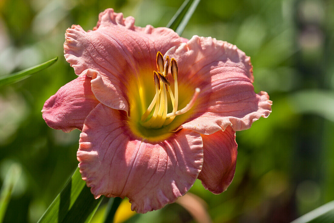 Hemerocallis 'Elegant Candy'