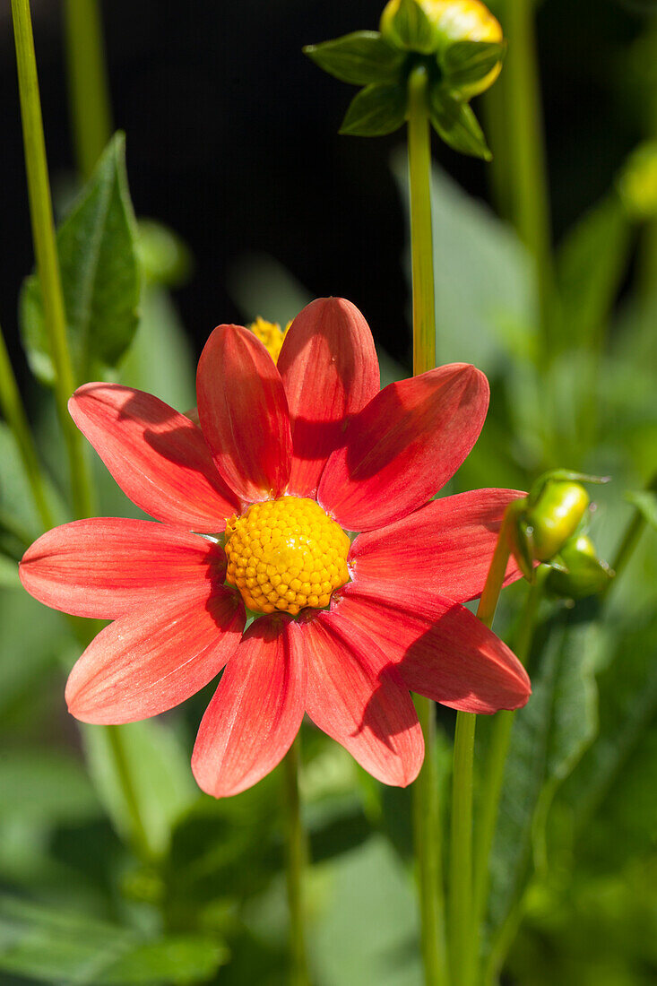 Dahlia Single flowering