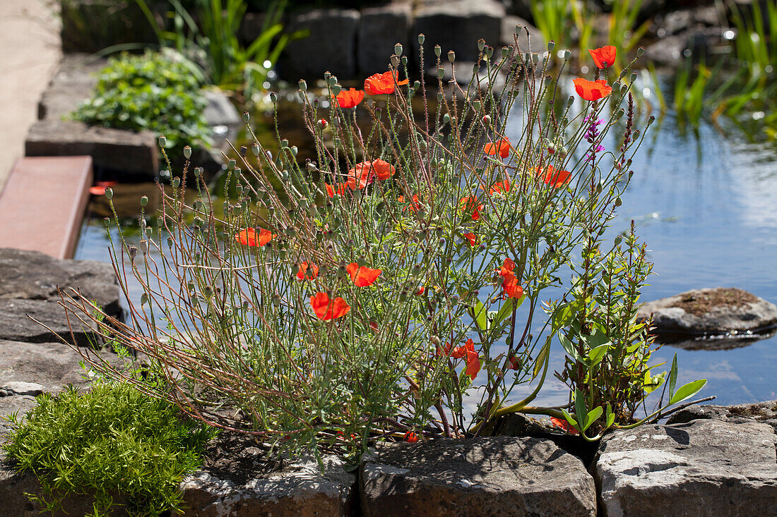 Papaver orientale