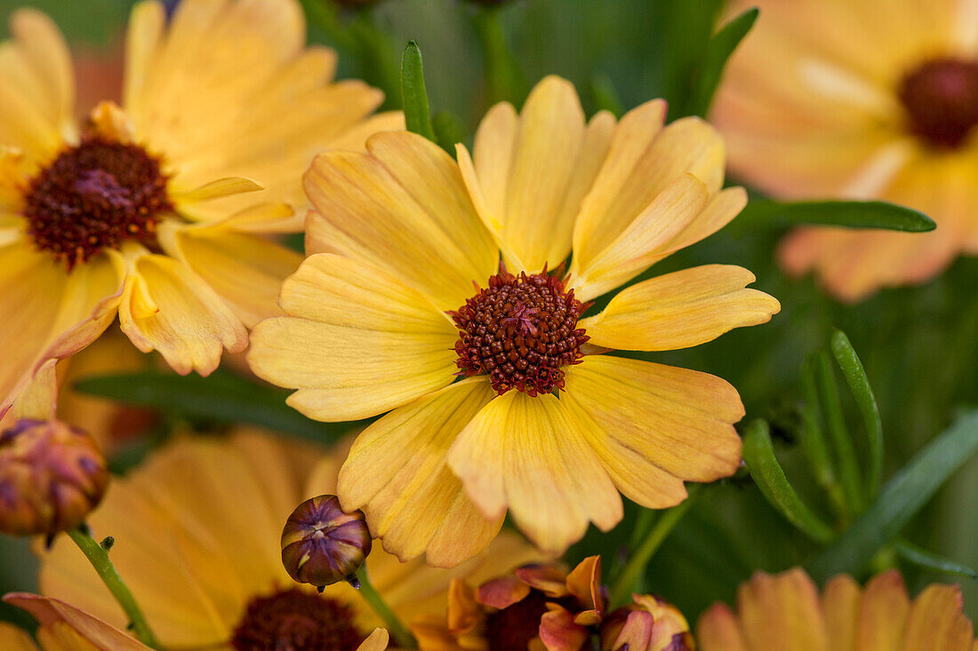 Coreopsis rosea 'Mango Punch'®