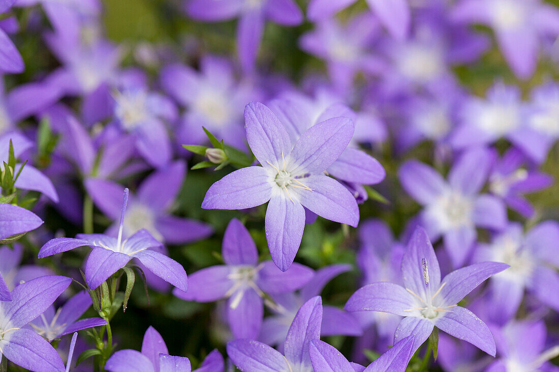 Campanula garganica