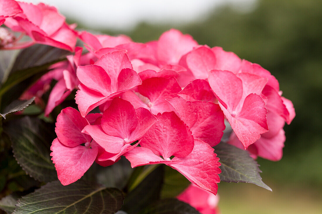 Hydrangea macrophylla, rosa