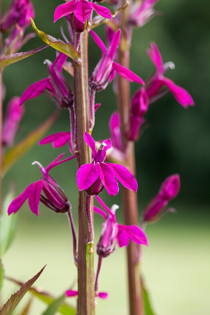 Lobelia x gerardii 'Tania'