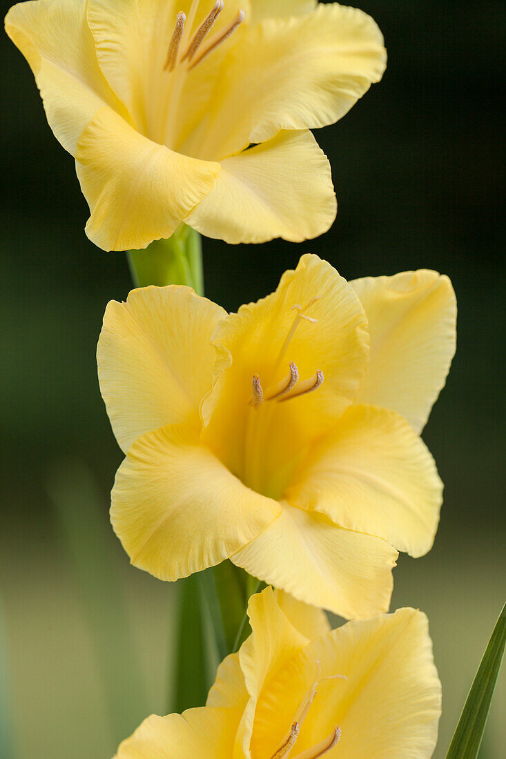 Gladiolus 'Glamini'®